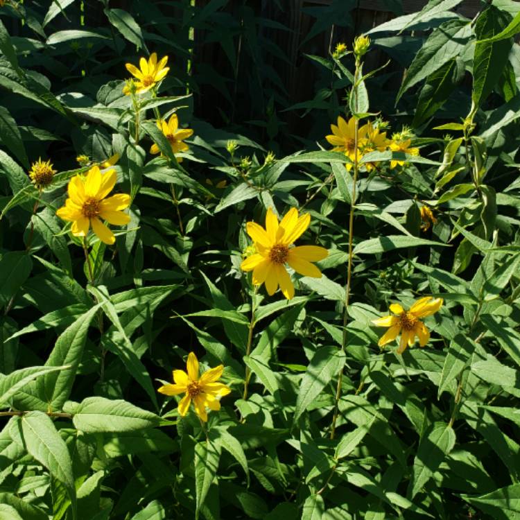 plant image 1113016