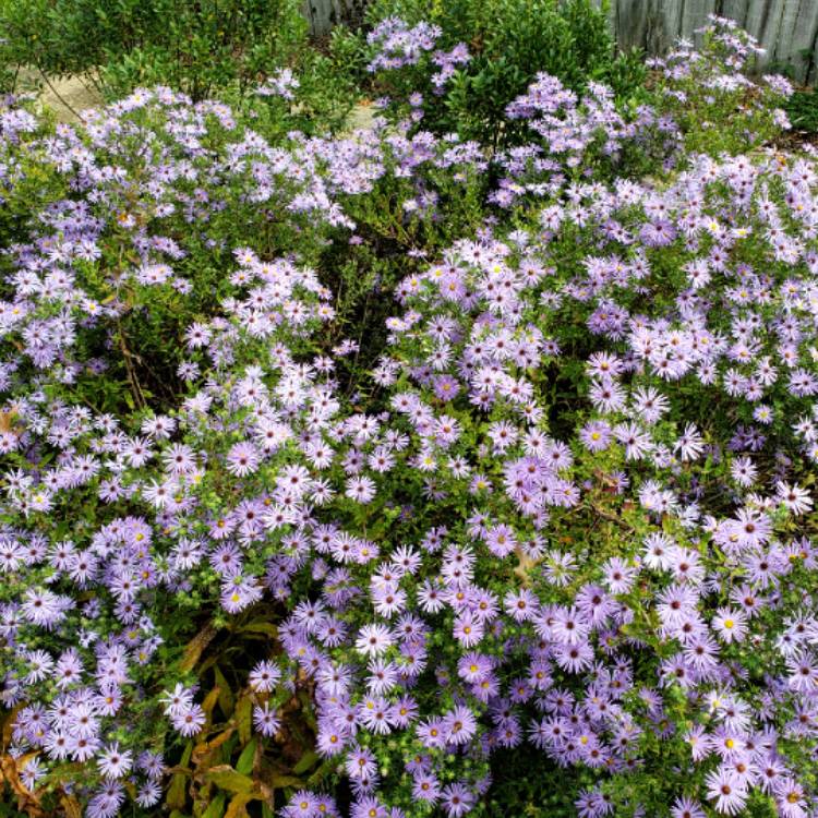 plant image 1183523