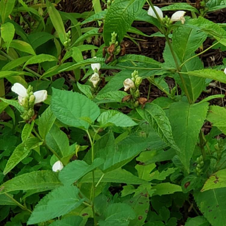 Plant image Chelone glabra