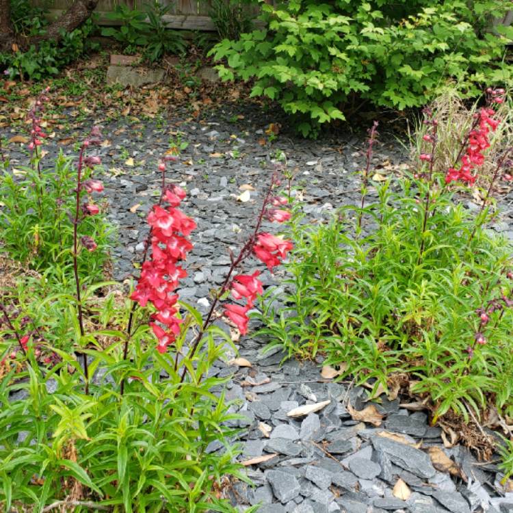 plant image 1305538
