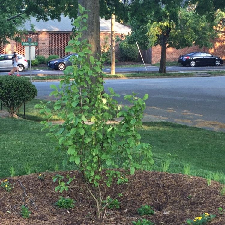 plant image 704857