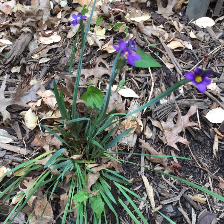 Plant image Sisyrinchium montanum