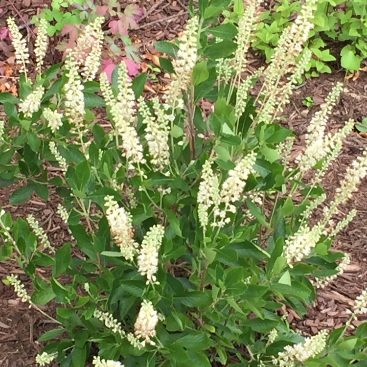 plant image 775824