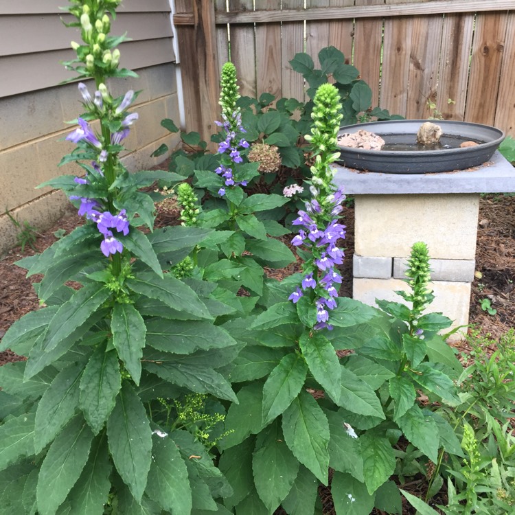 Plant image Lobelia siphilitica 'Blue'