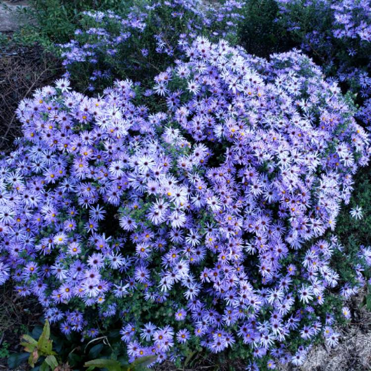 plant image 877174