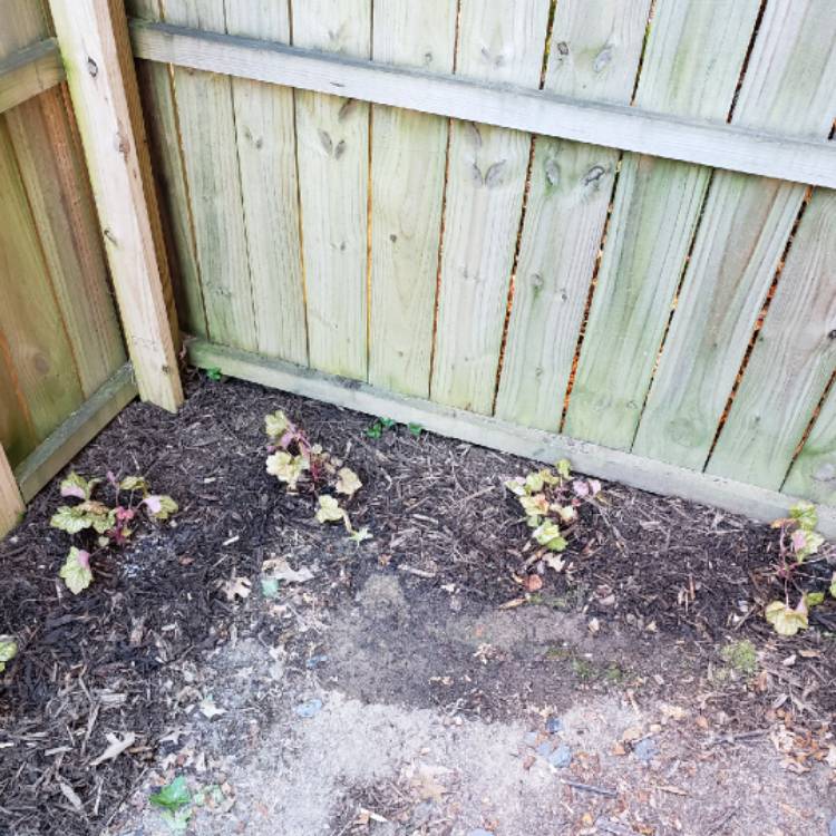 plant image 967112
