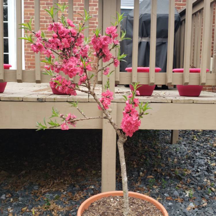 plant image 974722