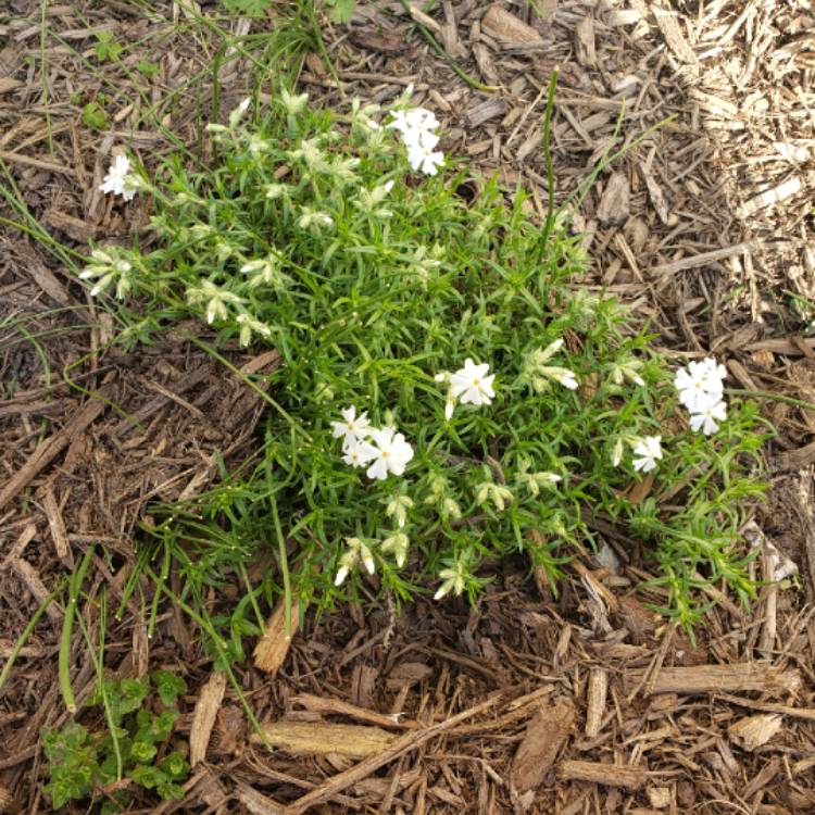 Plant image Phlox subulata 'Snowflake'