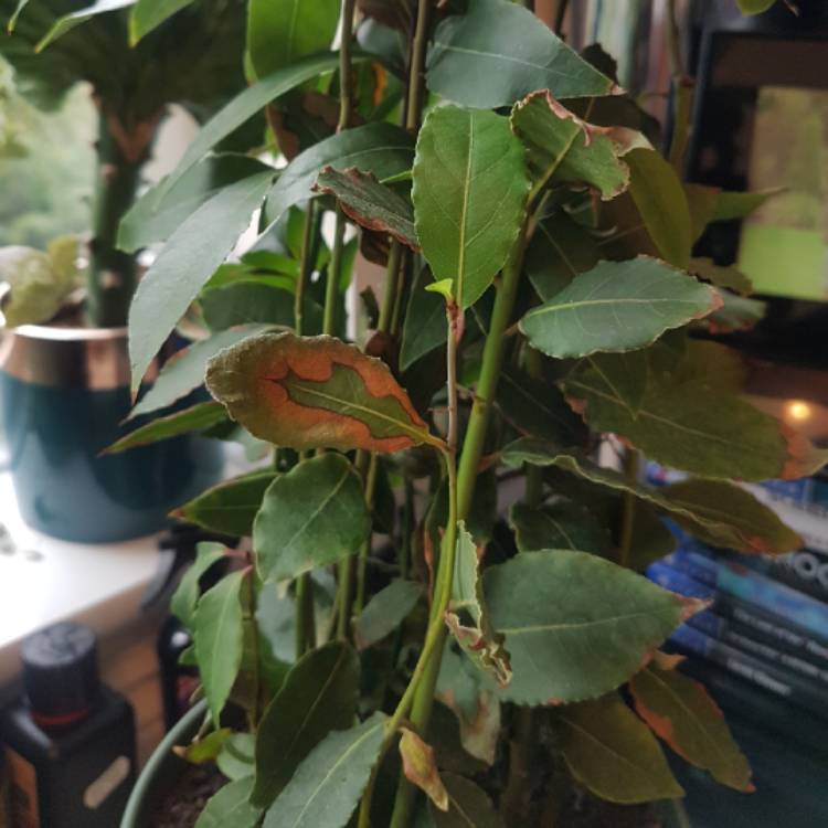 Plant image Laurus