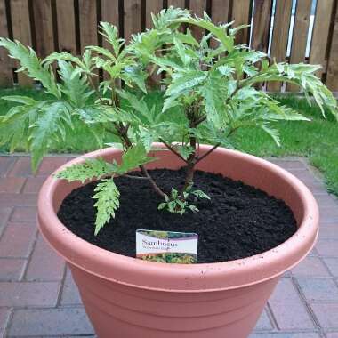 European red elder 'Sutherland Gold'