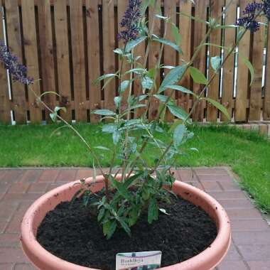 Butterfly Bush 'Black Knight'
