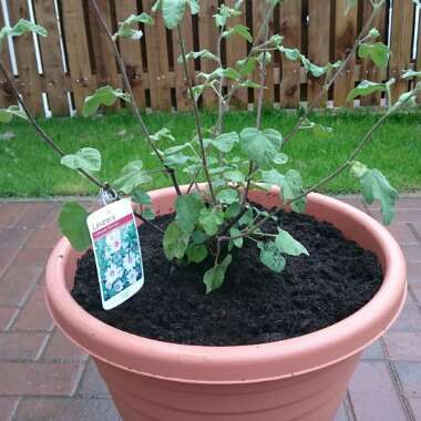 Tree Mallow 'Barnsley Baby'