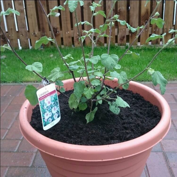 Plant image Lavatera x clementii 'Barnsley Baby'