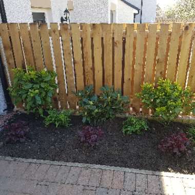 Rory 's garden
