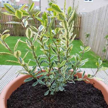 Shrubby Veronica 'Baby Boo'