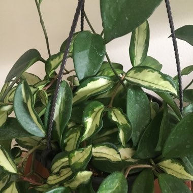Hoya