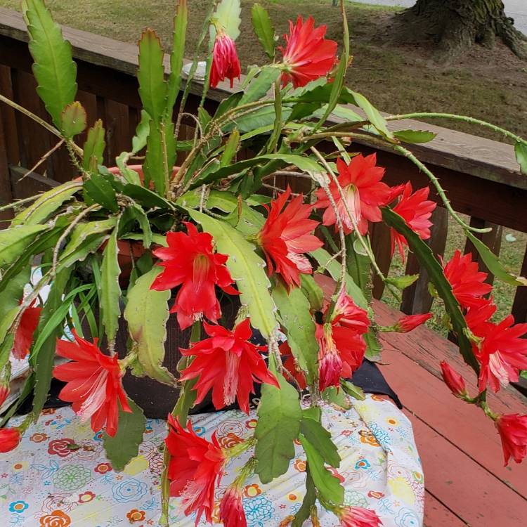 plant image 1017607