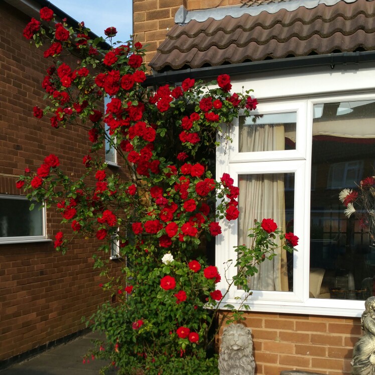 plant image 111372