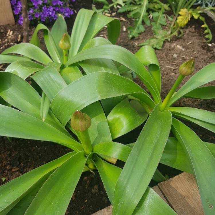 plant image 1577744 plant image 1577744