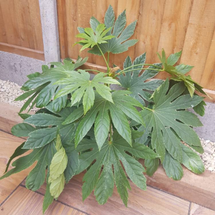 plant image 1577755