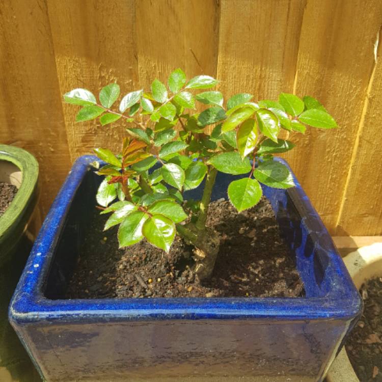 plant image 1577758