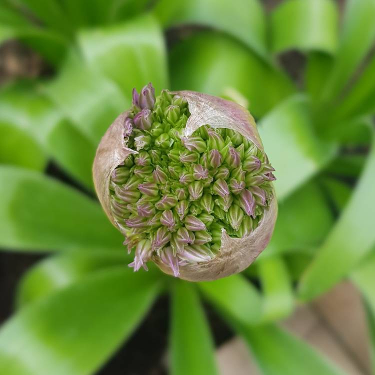 plant image 1583799 plant image 1583799