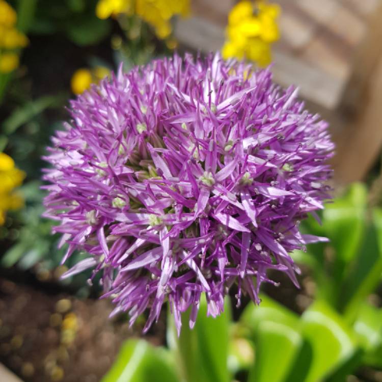 plant image 1587996 plant image 1587996
