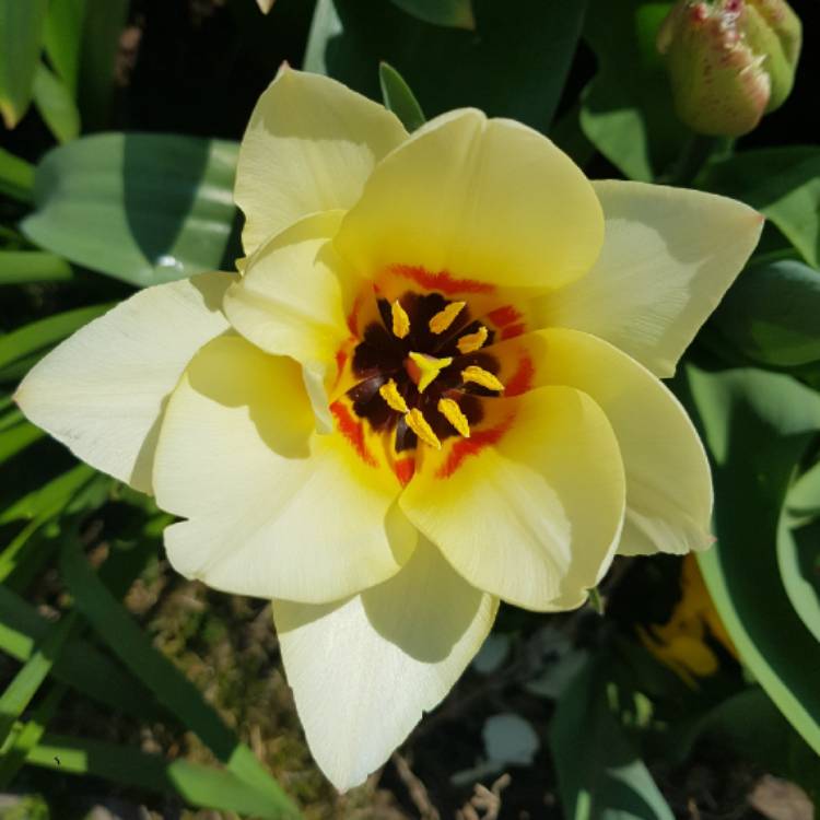 plant image 1658024