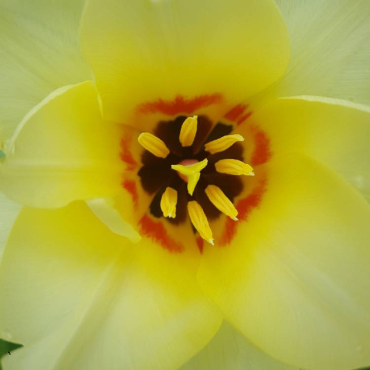 plant image 1658025