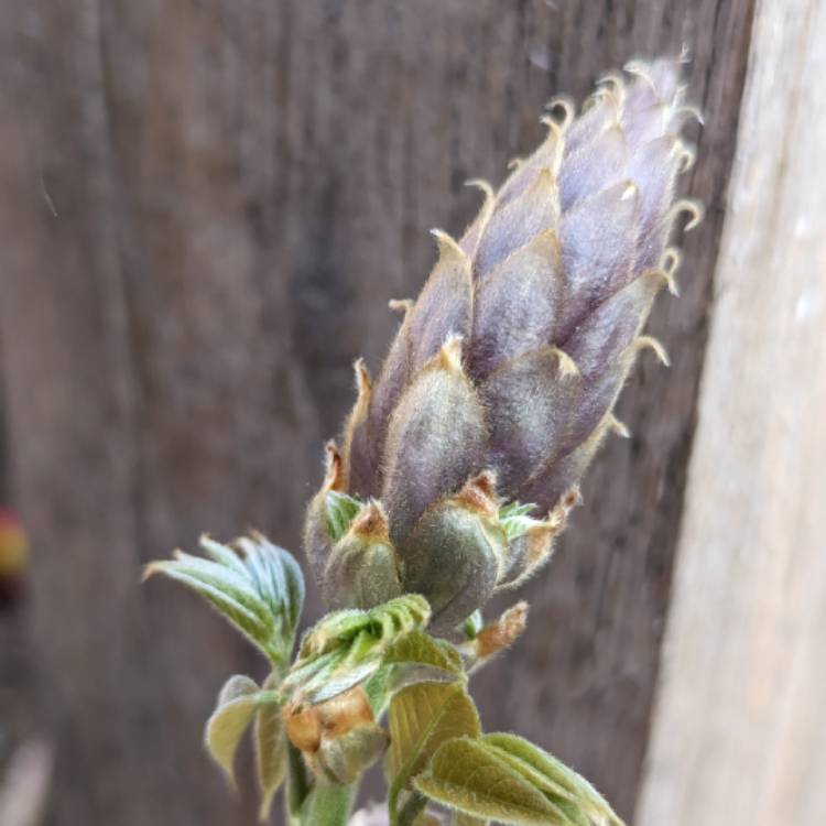 plant image 1663478