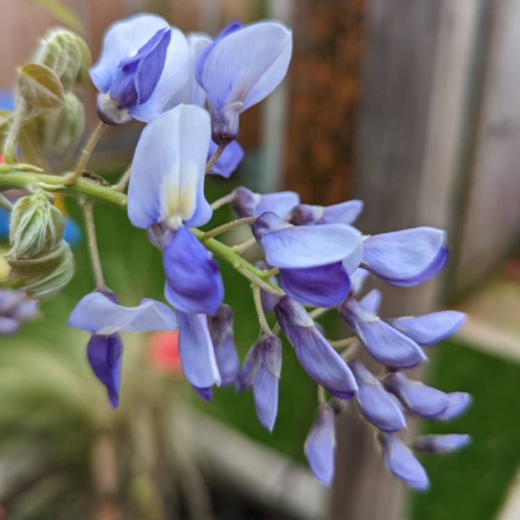 plant image 1663480