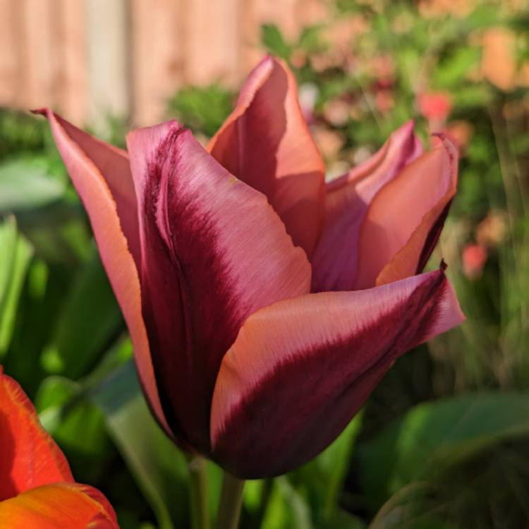 Plant image Tulipa 'Slawa'