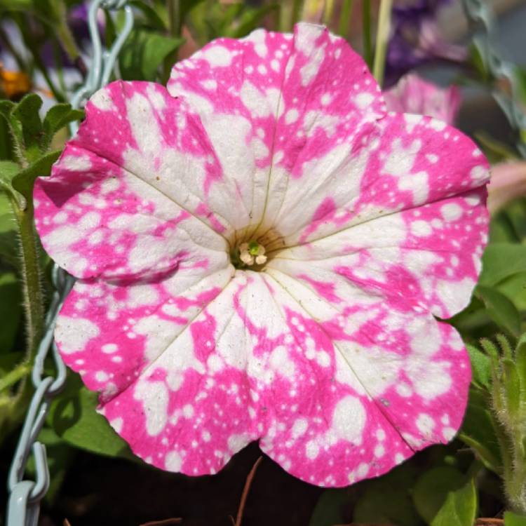 Plant image Petunia 'Kleph17342' syn. Petunia 'Pink Sky', Petunia 'BabyDoll', Petunia 'Headliner Pink Sky'
