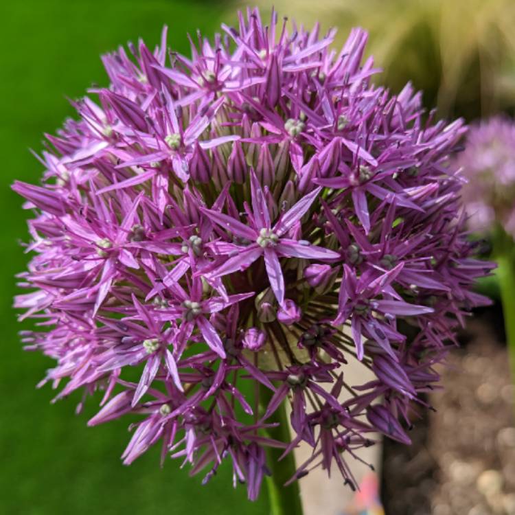 plant image 1666932 plant image 1666932