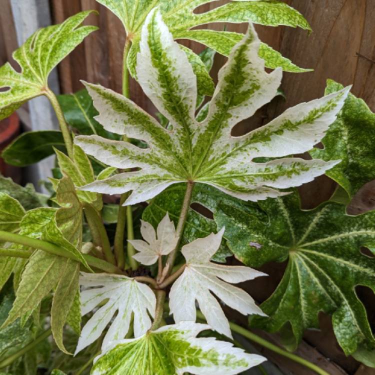 plant image 1668637
