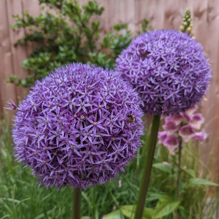 plant image 1671741 plant image 1671741