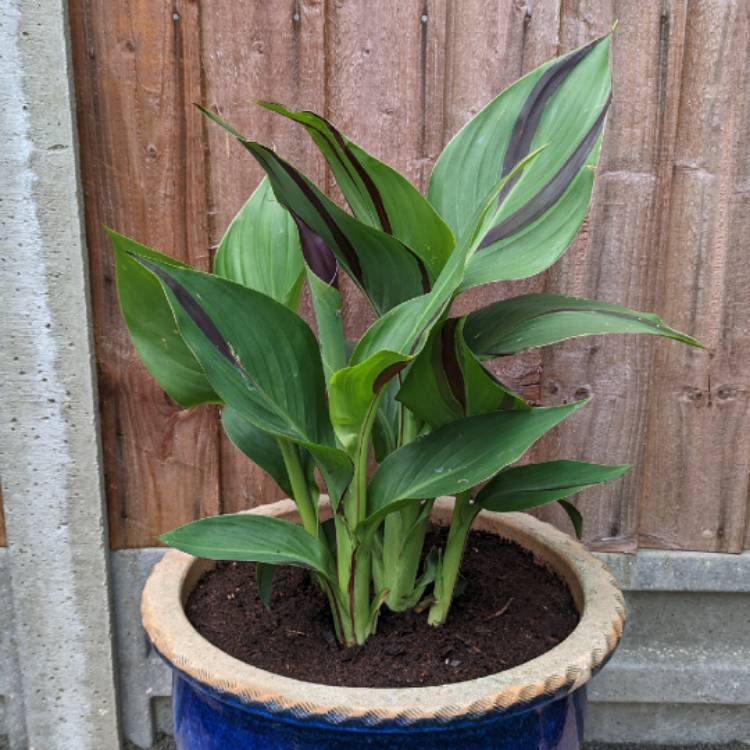 plant image 1671743 plant image 1671743