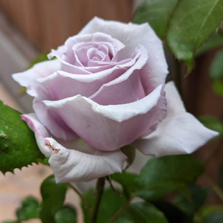 plant image 1671958
