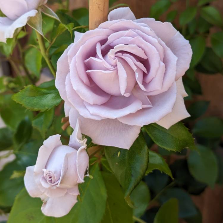 plant image 1673565