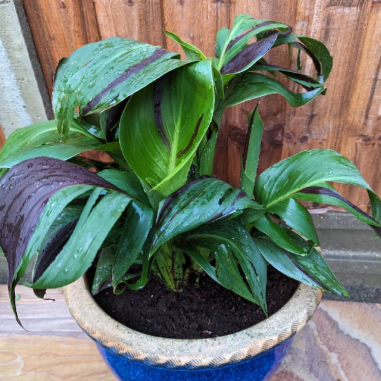 plant image 1674242 plant image 1674242