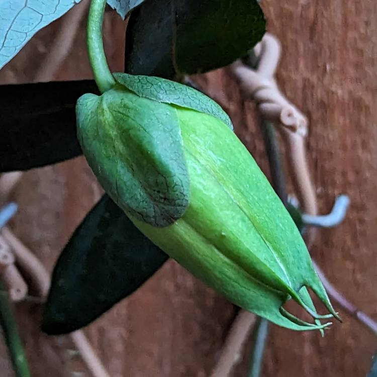 plant image 1674422