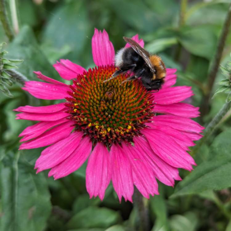 Plant image Echinacea 'Noortdeli' syn. Echinacea 'Delicious Candy'