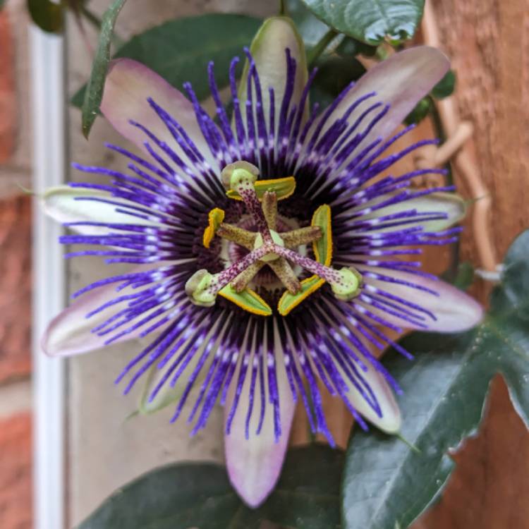 plant image 1675589