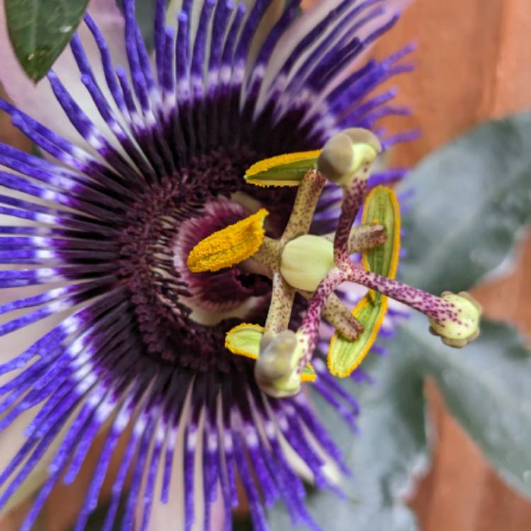 plant image 1675590
