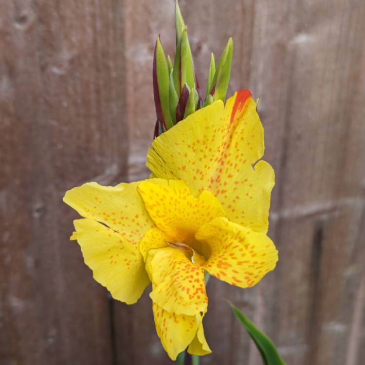 Plant image Canna 'Cleopatra' syn. Canna 'Yellow King Humbert', Canna 'Harlequin'