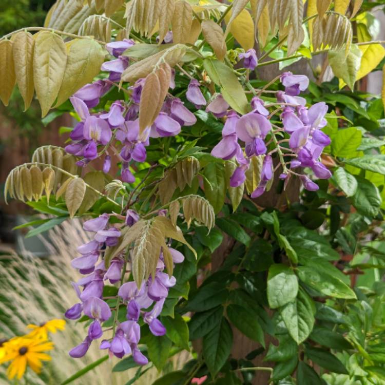 Plant image Wisteria Brachybatrys