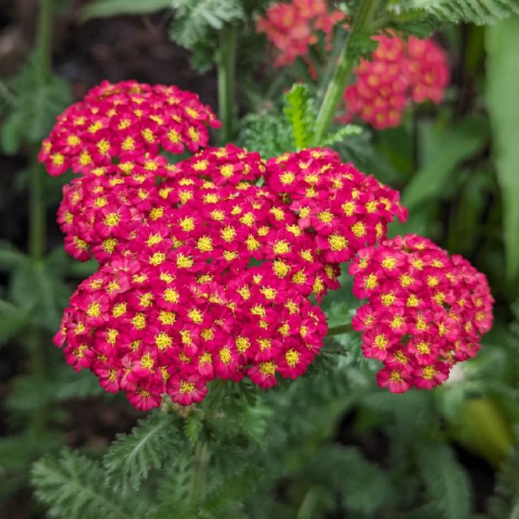 Plant image Achillea millefolium 'Strawberry Seduction'