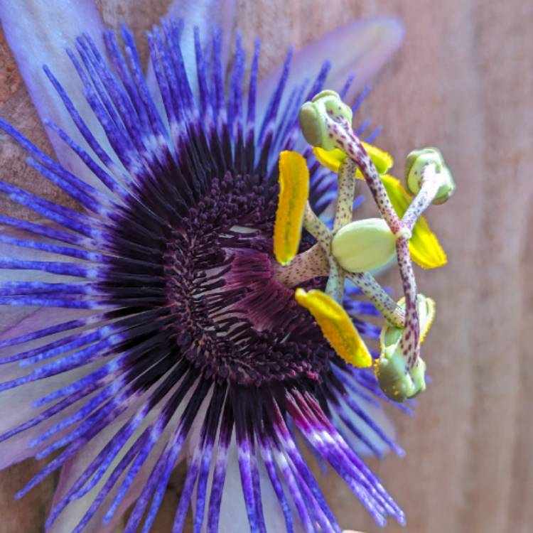 plant image 1686750