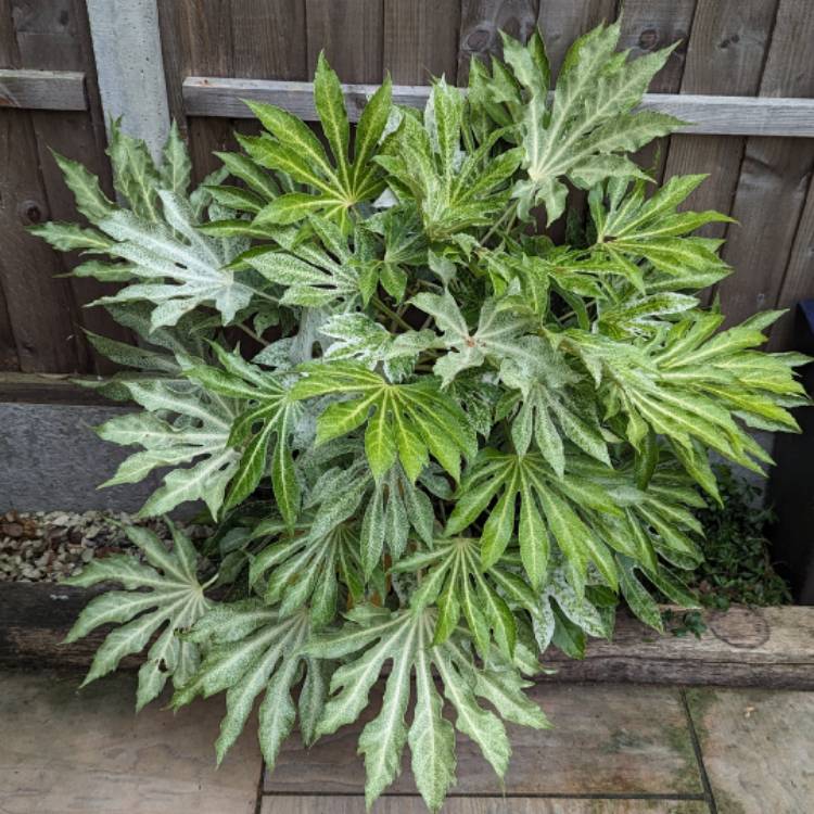 plant image 1719520