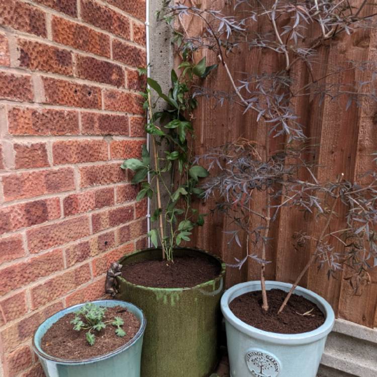 plant image 1719522